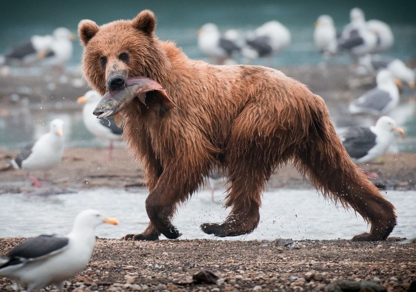 Ein Braunbär trägt einen Fisch im Maul und geht am Ufer entlang, umgeben von Möwen.